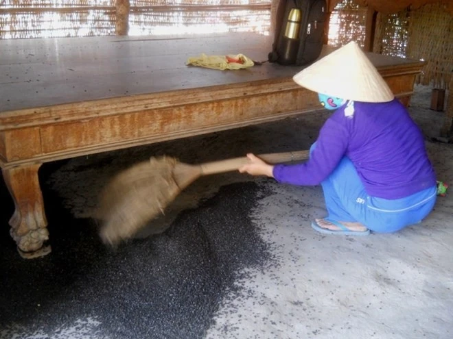 “Đậu đen” tràn ngập trong nhà anh Thanh