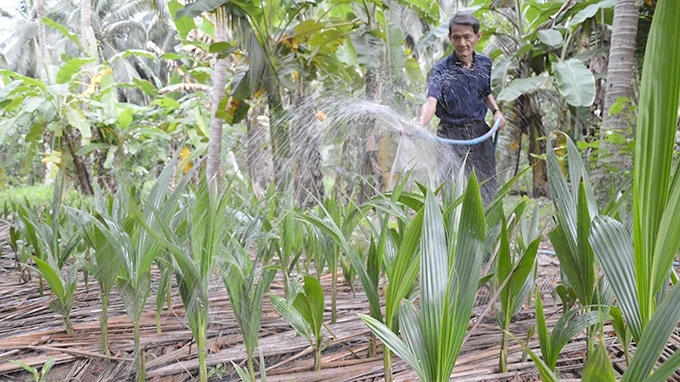 Gặp “vua dừa” trước chuyến đi Trường Sa ảnh 2