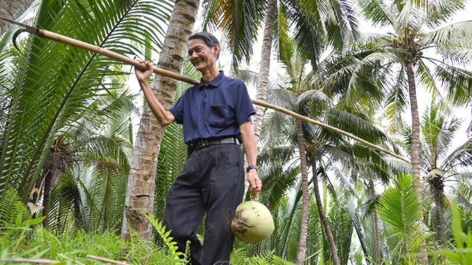 Gặp “vua dừa” trước chuyến đi Trường Sa ảnh 3