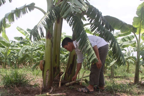 Mê Linh, Thạch Đà, lò gạch, Đan Phượng, nông dân...