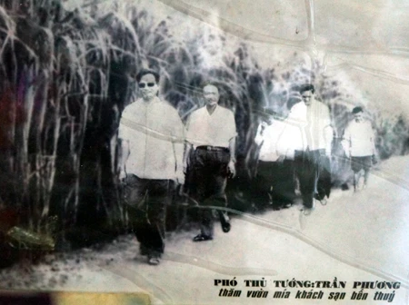 Vườn mía bà Liên trồng để phục vụ được Phó Thủ tướng Trần Phương hồi đó về thăm.