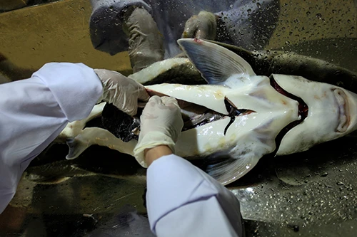 Bếp trưởng ba sao quốc tế đến Việt Nam ảnh 3