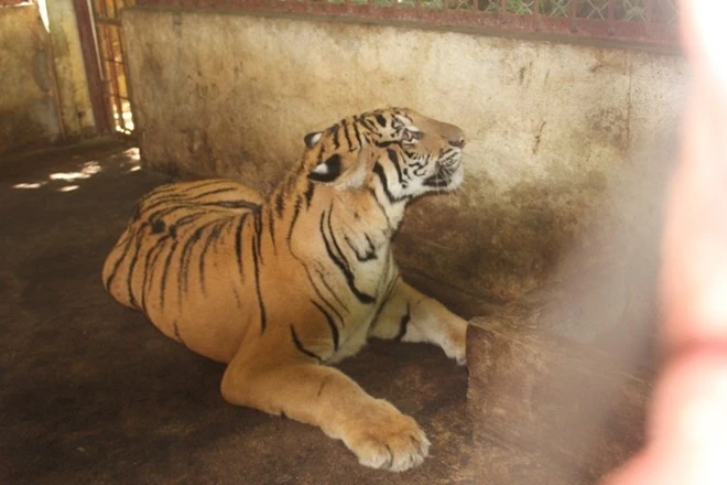 Trung tuần tháng 6-2014, trong lúc làm nhiệm vụ trên QL1A đoạn qua huyện Quỳnh Lưu (Nghệ An), lực lượng chức năng đã phát hiện chiếc xe tải khả nghi không mang biển kiểm soát thùng bịt kín chạy theo hướng Bắc - Nam. Khi lực lượng chức năng ra tín hiệu yêu cầu dừng kiểm tra, tài xế xe tải bất ngờ nhấn ga bỏ chạy. Trung tuần tháng 6/2014, trong lúc làm nhiệm vụ trên QL1A đoạn qua huyện Quỳnh Lưu (Nghệ An), lực lượng chức năng đã phát hiện chiếc xe tải khả nghi không mang biển kiểm soát thùng bịt kín chạy theo hướng Bắc - Nam. Khi lực lượng chức năng ra tín hiệu yêu cầu dừng kiểm tra, tài xế xe tải bất ngờ nhấn ga bỏ chạy.