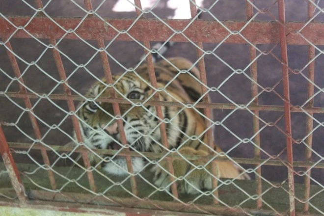 Thời điểm được giải cứu, cá thể hổ đực có trọng lượng 90 kg, cá thể cái nặng 75 kg. Theo cán bộ chăm sóc, sau gần 2 tháng được chăm sóc, chúng đã tăng trọng lượng lên nhiều. Thời điểm được giải cứu, cá thể hổ đực có trọng lượng 90 kg, cá thể cái nặng 75 kg. Theo cán bộ chăm sóc, sau gần 2 tháng được chăm sóc, chúng đã tăng trọng lượng lên nhiều.