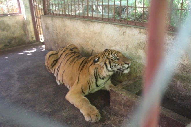 Ông Lưu Trung Kiên, Trưởng phòng Khoa học cứu hộ động vật hoang dã - Hợp tác Quốc tế Vườn Quốc gia Pù Mát cho biết, hai cá thể hổ gồm đực và cái. Thời điểm được giải cứu, hổ đực bị thương chi trái trước, trong quá trình vận chuyển bị trói nên phù nề 4 chân. Hổ cái bị thương ở đầu, vết rách 1,5x3 cm. Cả hai cá thể đều trong tình trạng hôn mê sâu do bị gây mê liều nặng. Ông Lưu Trung Kiên, Trưởng phòng Khoa học cứu hộ động vật hoang dã - Hợp tác Quốc tế Vườn Quốc gia Pù Mát cho biết, hai cá thể hổ gồm đực và cái. Thời điểm được giải cứu, hổ đực bị thương chi trái trước, trong quá trình vận chuyển bị trói nên phù nề 4 chân. Hổ cái bị thương ở đầu, vết rách 1,5x3cm. Cả hai cá thể đều trong tình trạng hôn mê sâu do bị gây mê liều nặng.