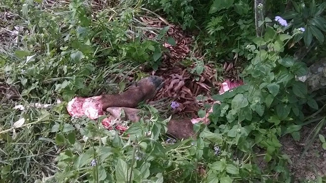 Trâu bị trộm xẻ thịt ngay tại vườn làm dân mạng phẫn nộ