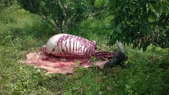 Trâu bị trộm xẻ thịt ngay tại vườn làm dân mạng phẫn nộ