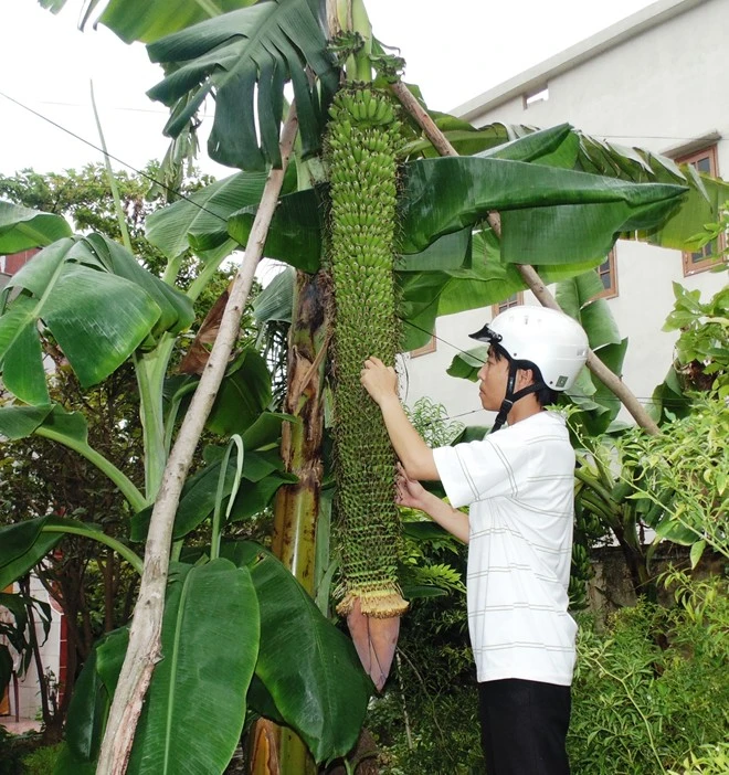 Buồng chuối đột biến hơn 200 nải