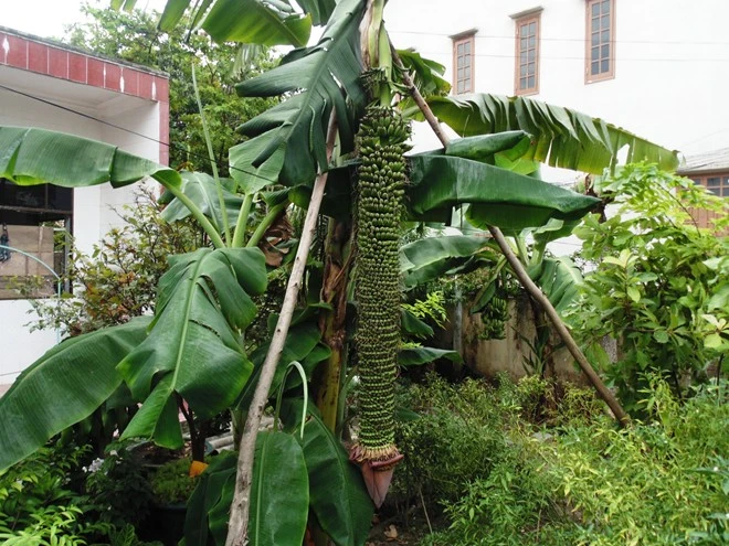 Chủ nhân của cây chuối là ông Nguyễn Minh Tiến ở tiểu khu 4, phường Bắc Lý, TP Đồng Hới. Buồng chuối của cây chuối mẹ trong một bụi gồm 1 cây mẹ và 3 cây chuối con thuộc giống chuối mốc. 