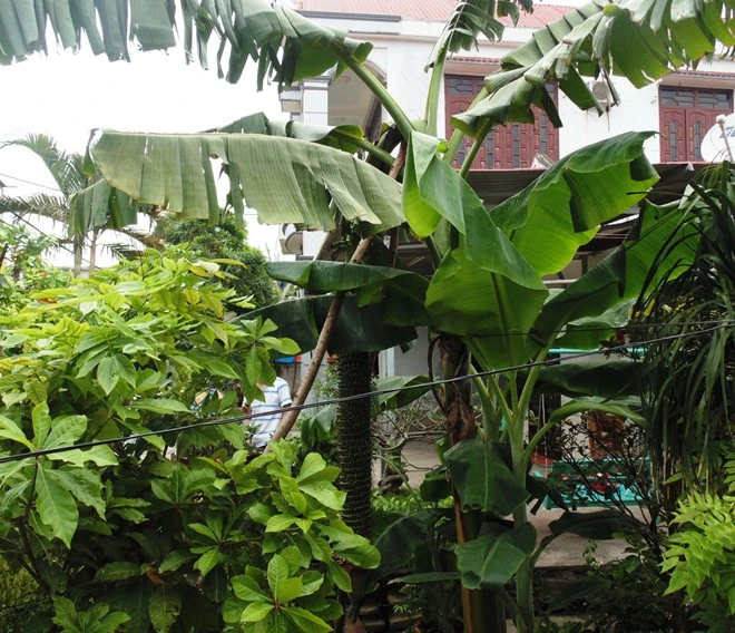 Buồng chuối đột biến hơn 200 nải