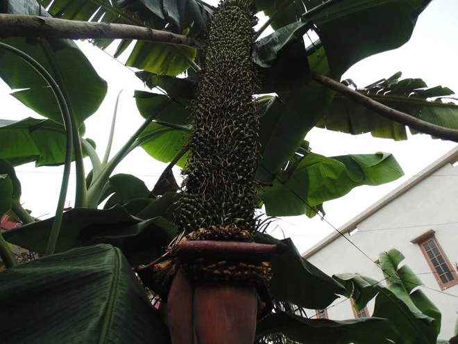 Buồng chuối đột biến hơn 200 nải