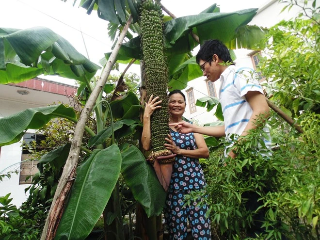 Buồng chuối đột biến hơn 200 nải