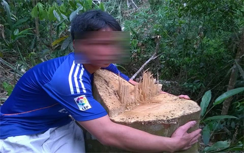 Rừng phòng hộ, ‘tứa máu’, lâm tặc, tiếp tay, Thanh Hóa