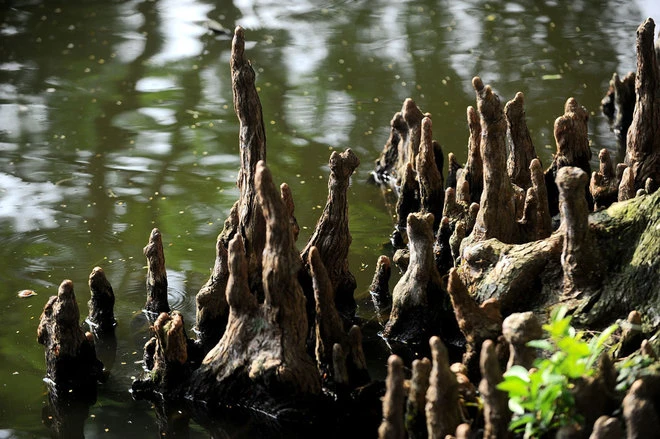 Ngày Độc lập, vào Lăng viếng Chủ tịch Hồ Chí Minh ảnh 9