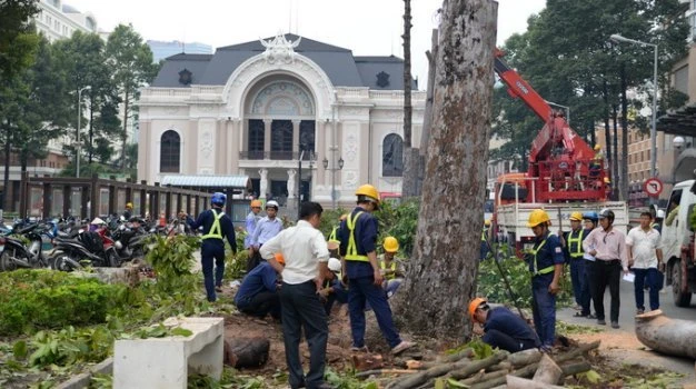 Những cây cổ thụ bị đốn trước Nhà hát TP.HCM- Ảnh: Hữu Khoa