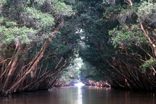 Tràm Chim, thiên đường mùa nước nổi ảnh 7