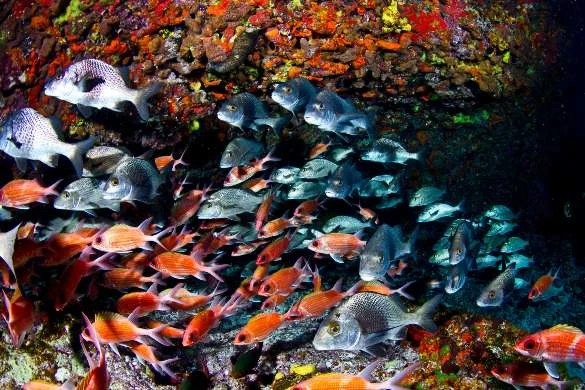 Hệ&nbsp;sinh thái biển&nbsp;đa dạng&nbsp;ở Fernando de Noronha.