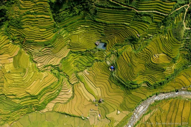 Vẻ đẹp mùa vàng Mù Cang Chải từ dù lượn ảnh 6