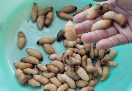 Một con đuông đã quá già, thành con bọ cánh cứng thế này