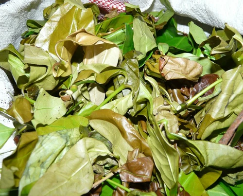 Rau nhiếp, món rau luôn có mặt trong bữa cơm của đồng bào Tây Nguyên. Ảnh:Dantocviet 2-5-8137-1412570138.jpg