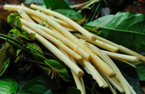 Đọt mây, rau nhiếp món ăn độc đáo của Tây Nguyên bạt ngàn nắng gió. Ảnh:Loca 4-4-9013-1412570138.jpg