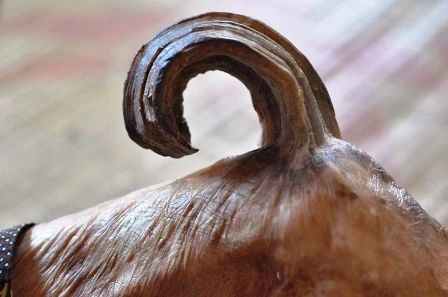 Chiếc sừng dài khoảng 20cm, đầu cụp xuống khiến cụ đau nhức suốt ngày