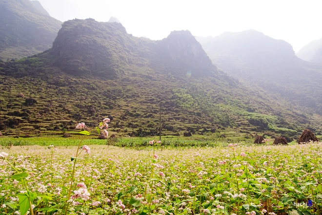 Theo chân tam giác mạch trên cao nguyên đá ảnh 10