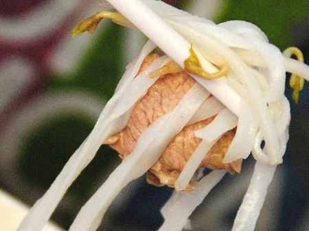 Bát phở đầu tiên Robert ăn trên đất nước Việt Nam.