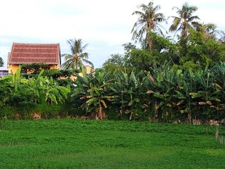Một vạt ruộng ở Hội An.