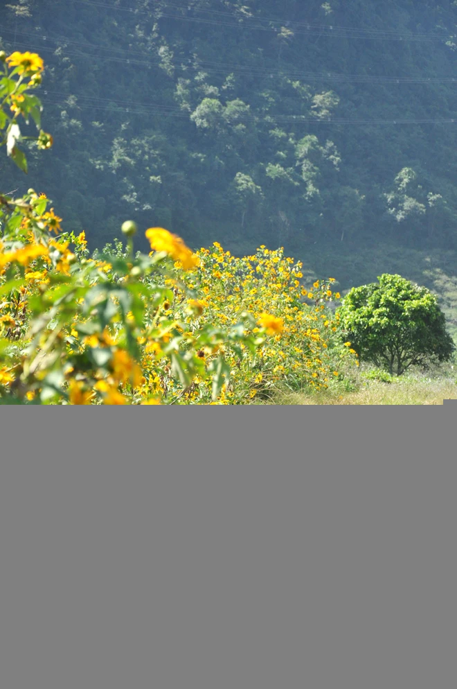 Đến hẹn lại lên mùa dã quỳ Mộc Châu ảnh 4