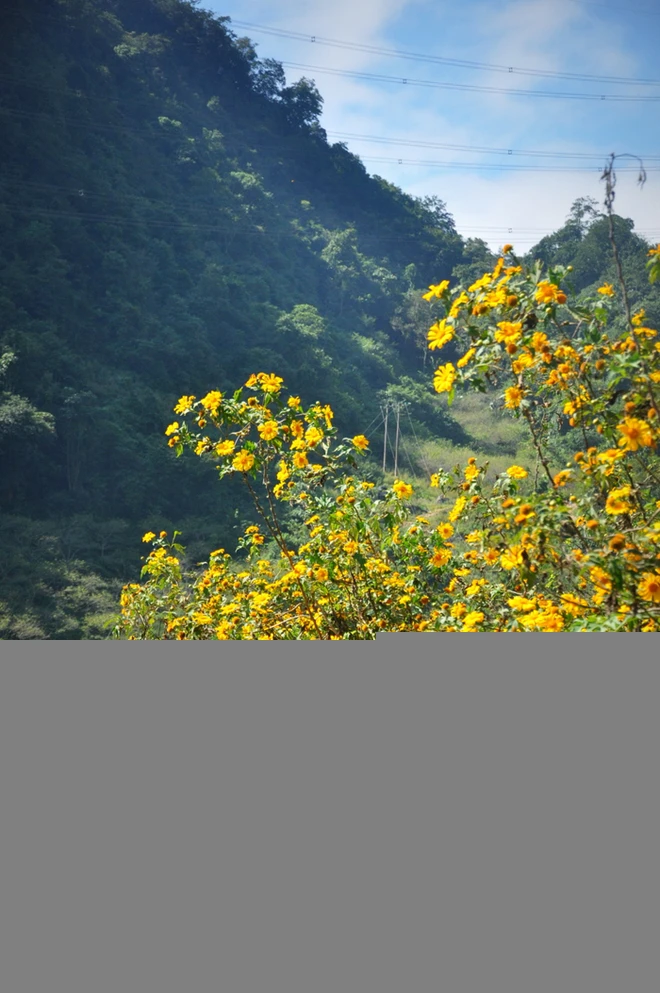 Đến hẹn lại lên mùa dã quỳ Mộc Châu ảnh 7