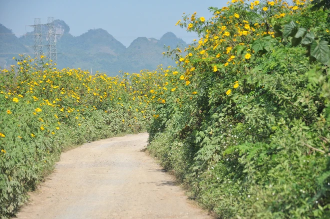Đến hẹn lại lên mùa dã quỳ Mộc Châu ảnh 2