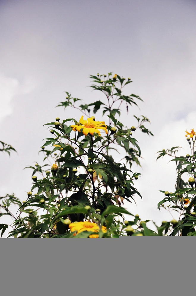 Đến hẹn lại lên mùa dã quỳ Mộc Châu ảnh 6