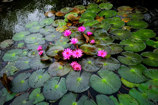 Suối Yến mùa nước nở hoa ảnh 3