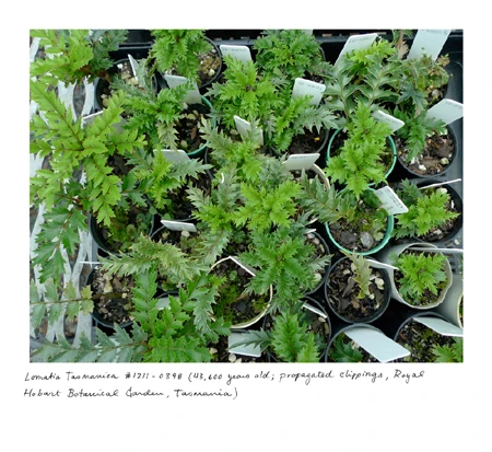 Loài Lomatia Tasmanica, 43,600 năm tuổi tại vườn bách thảo Royal Hobart, Tasmania.