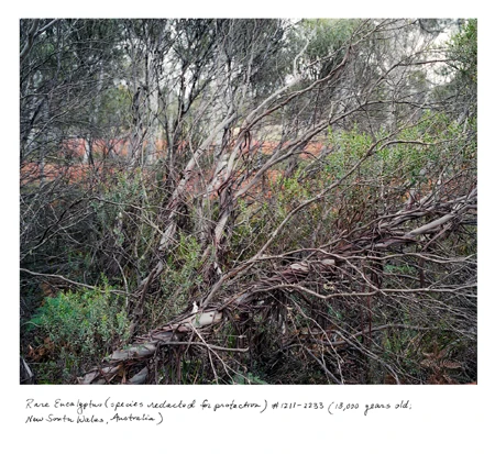 Cây bạch đàn 13,000 năm tuổi tại New Soutuwales, Úc.
