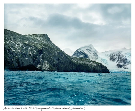 Loài Welwitschia Mirabilis (2,000 năm tuổi tại sa mạc Namib-Naukluft, Namibia)