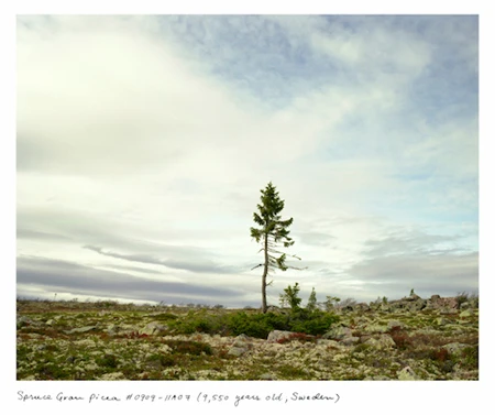 Cây vân sam Gran Picea (9,550 năm tuổi tại Fulufjället, Thụy Điển)