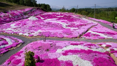 Những thảm hoa khổng lồ