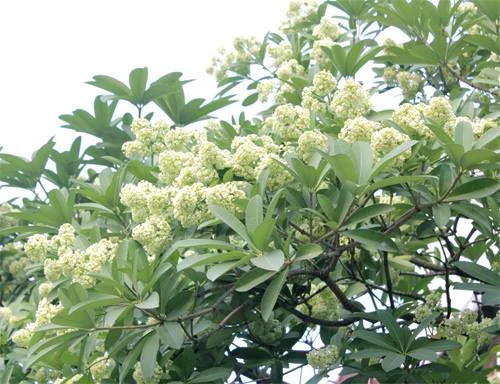 Hoa sữa xứ Phan có hương thơm rất đặc trưng, mùi hương dịu nhẹ vào cuối thu và lan tỏa nồng nàn khi đông về.