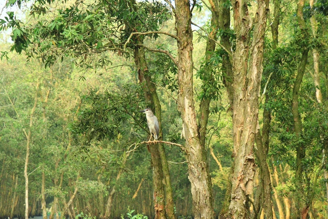 Vẻ bình yên miền sông nước An Giang ảnh 8