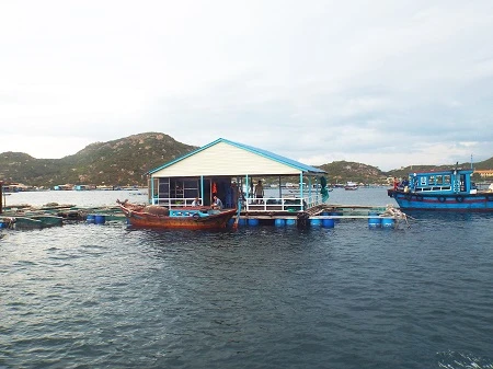 Bè nuôi tôm hùm ở Bình Ba.