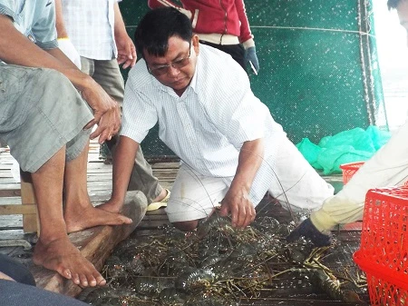 Cảnh mua tôm hùm ngay trên lồng bè ở Bình Ba.