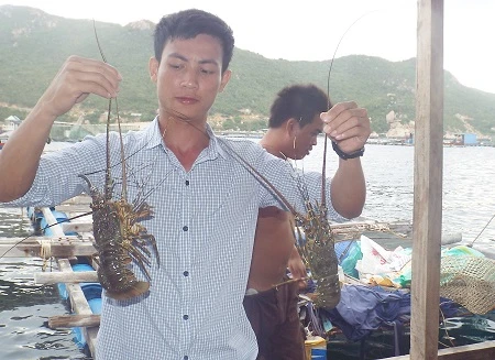 Du khách có thể thuê ghe cặp vào bất kỳ bè tôm nào ở Bình Ba để hỏi mua tôm hùm.