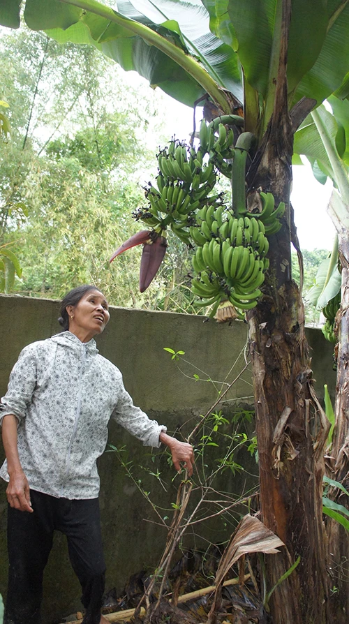 Một cây chuối trổ cùng lúc hai buồng trái ảnh 2