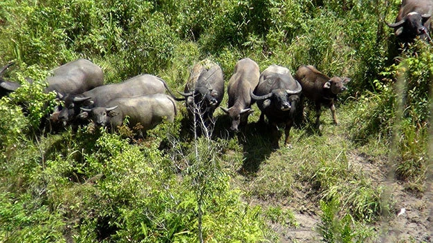 Sau hai ngày tìm kiếm, nhóm anh K’Lơng mới tìm được đàn trâu 24 con chui ra từ vạt rừng rậm - Ảnh: C.Thành Sau hai ngày tìm kiếm, nhóm anh K’Lơng mới tìm được đàn trâu 24 con chui ra từ vạt rừng rậm - Ảnh: C.Thành