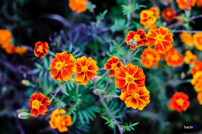 Những sắc hoa rực rỡ trên cao nguyên đá Hà Giang ảnh 10