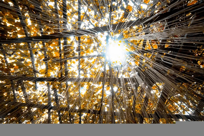 Những nét cổ Đường Lâm ảnh 9