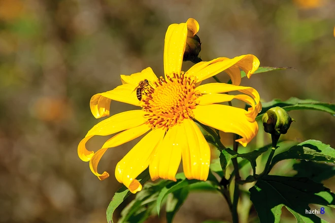 Rực rỡ dã quỳ vàng trên cao nguyên Mộc Châu ảnh 9