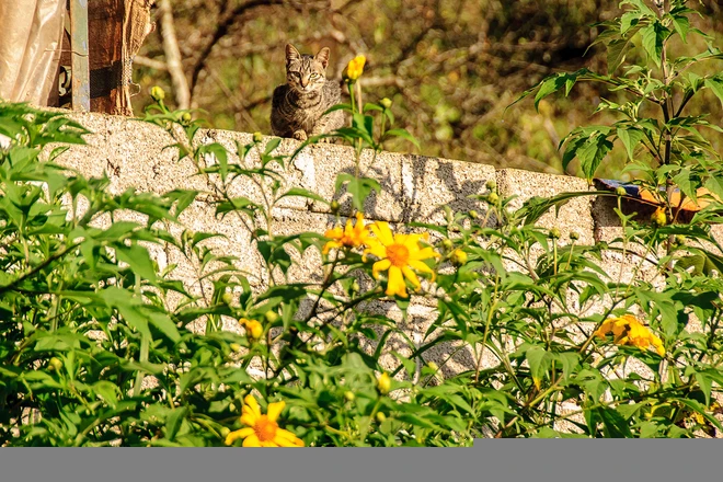 Rực rỡ dã quỳ vàng trên cao nguyên Mộc Châu ảnh 4